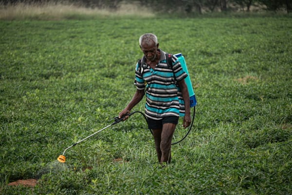 An older farmer walks through a green field carrying a backpack sprayer and spraying crops with a handheld wand. He wears a s